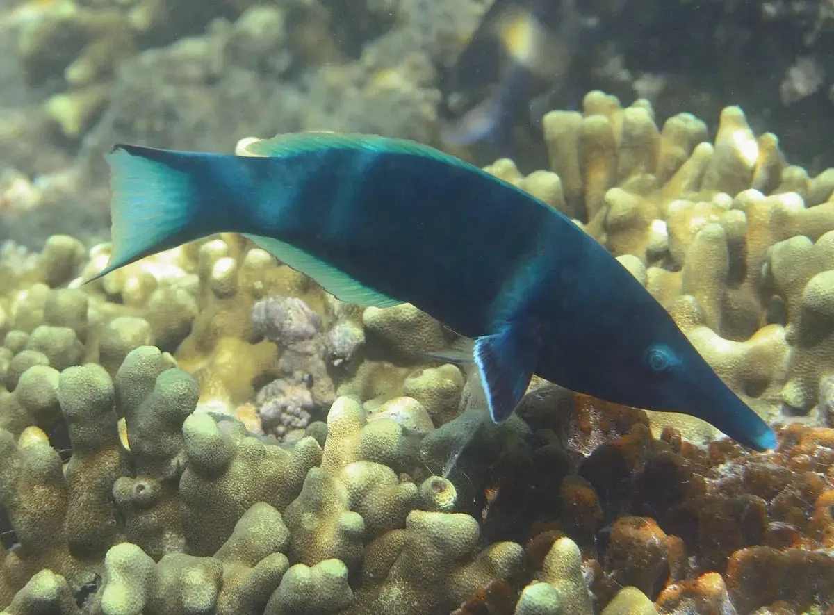 Birdmouth Wrasse - Male (Gomphosus caeruleus) - Vibrant Predator for Stunning Aquariums