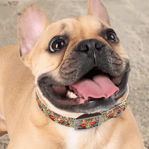 Floral Coral Dog Collar🌸🐾