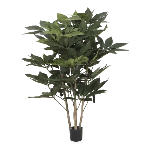 Schefflera Tree