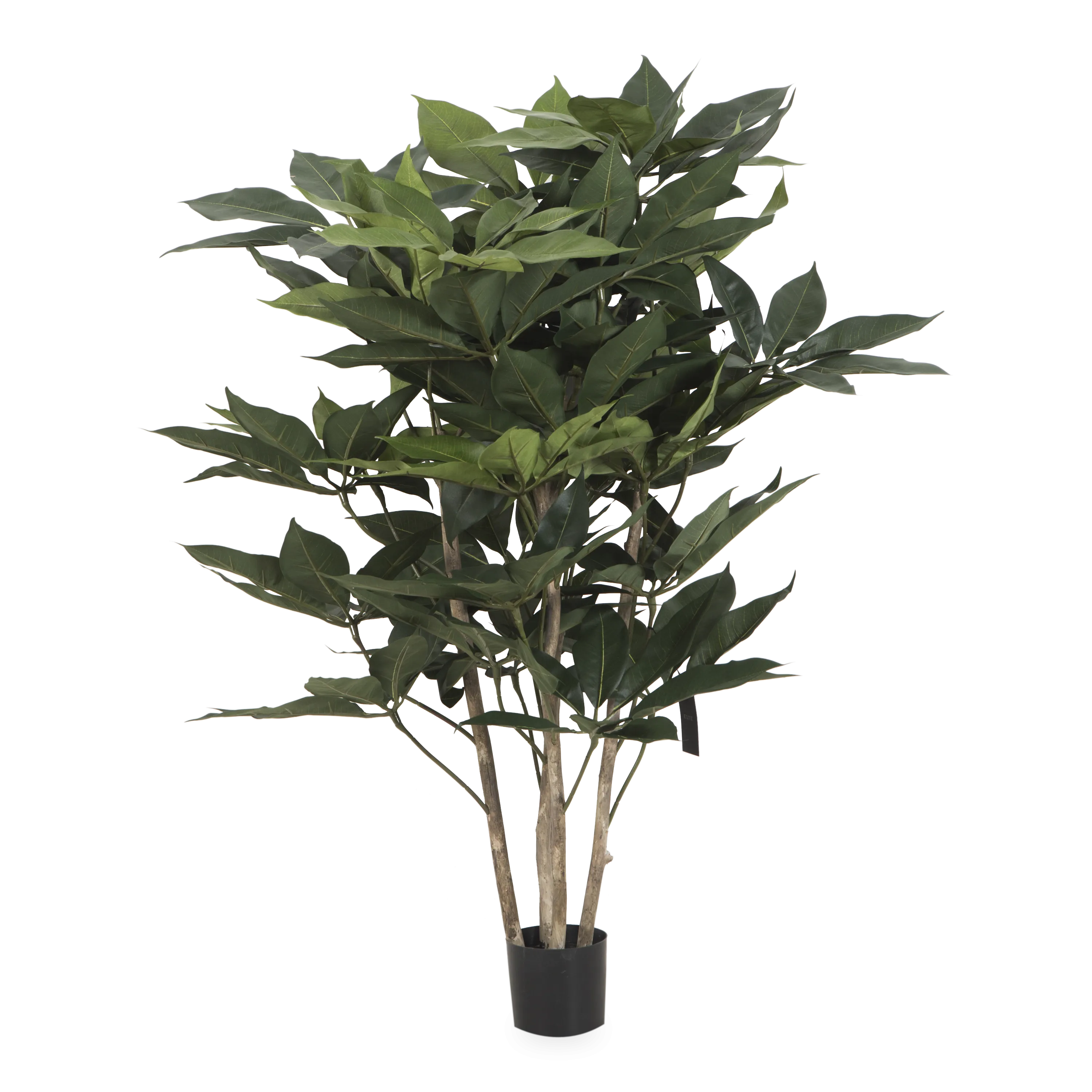 Schefflera Tree