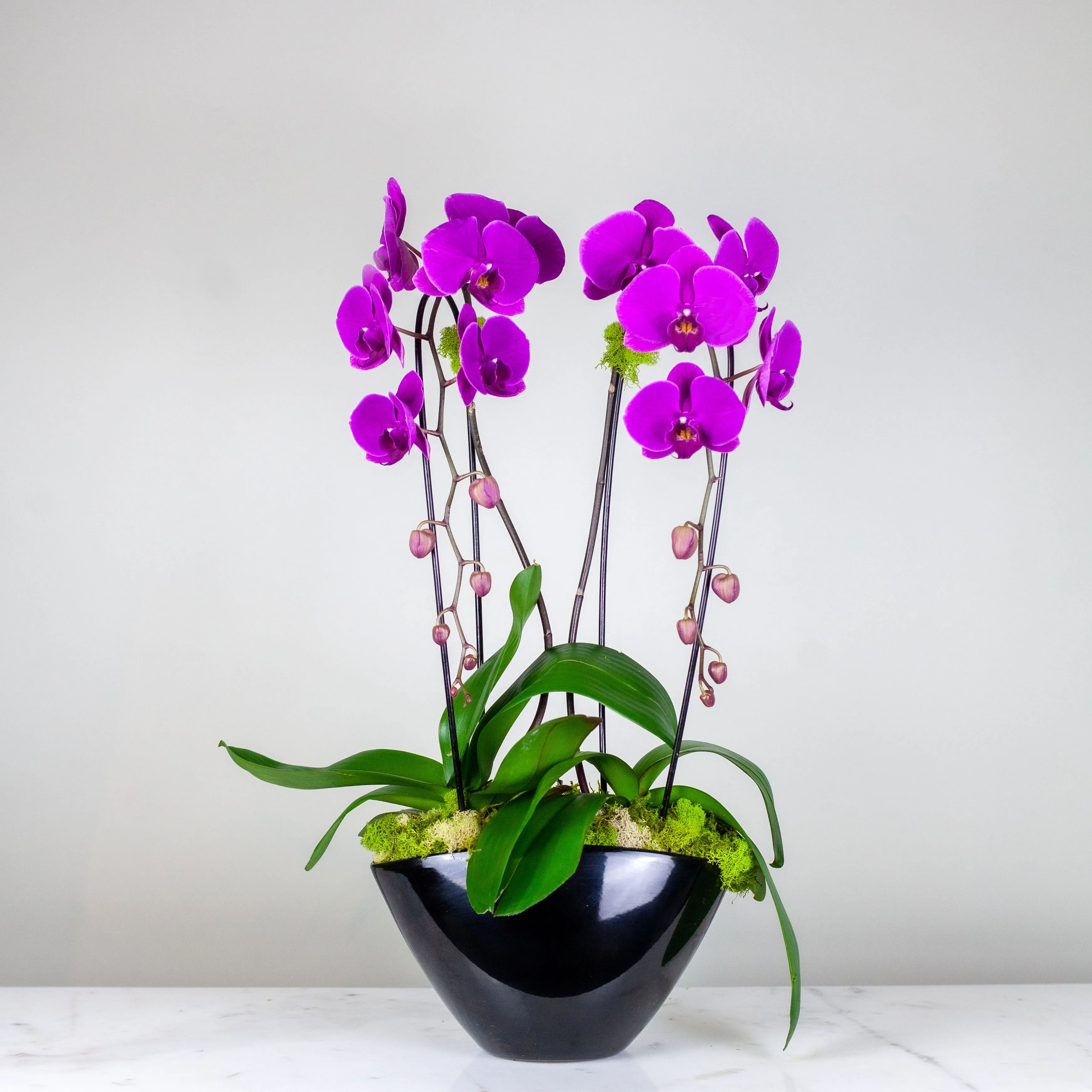 Stunning Purple Waterfall Orchids Deluxe